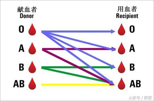 血型配对表图(血型配对表图输血)