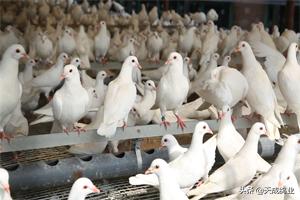 饲养肉鸽在哪里买种鸽（肉食鸽养殖效益怎样）