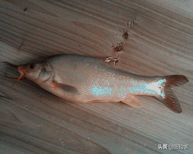 金线鲃鱼（四间鲃）