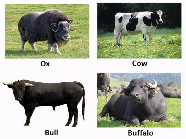 ox的复数(ox的复数形式是什么)