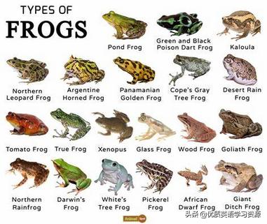 frog是什么意思(frog是什么意思英语单词)