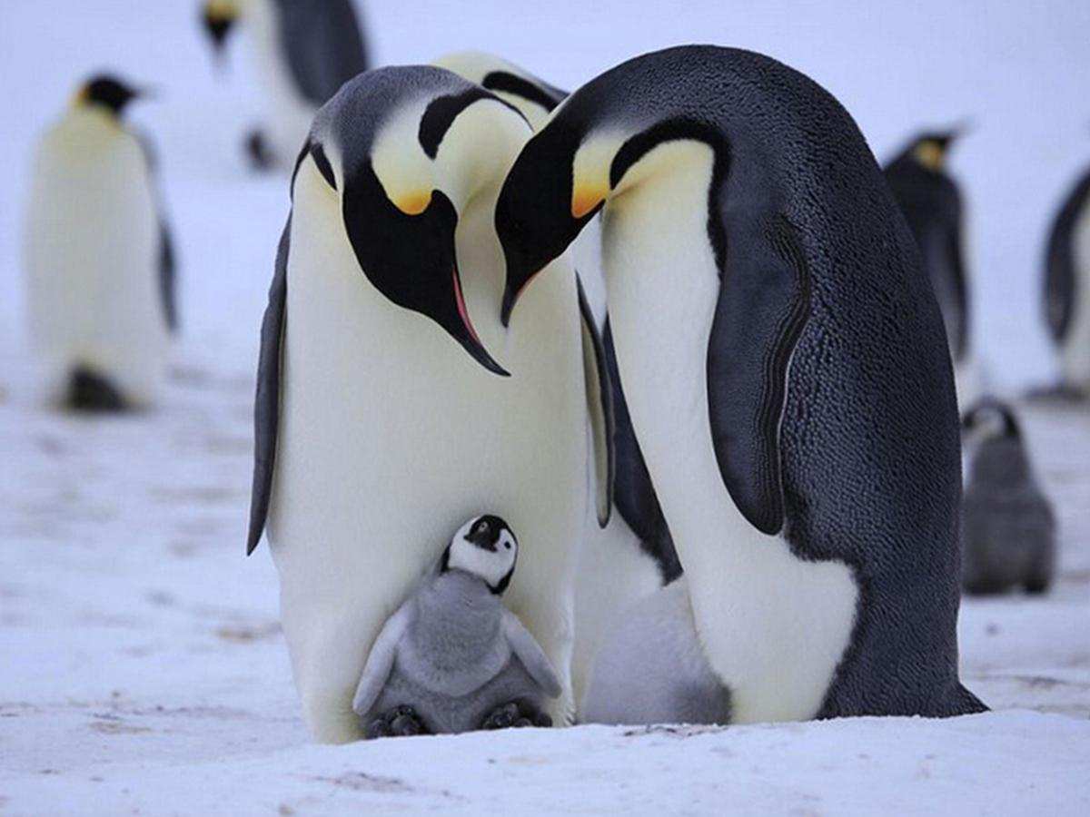 企鹅一般在几月份产卵(企鹅再几月份产卵)