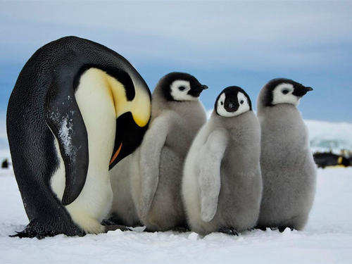 企鹅一般在几月份产卵(企鹅再几月份产卵)