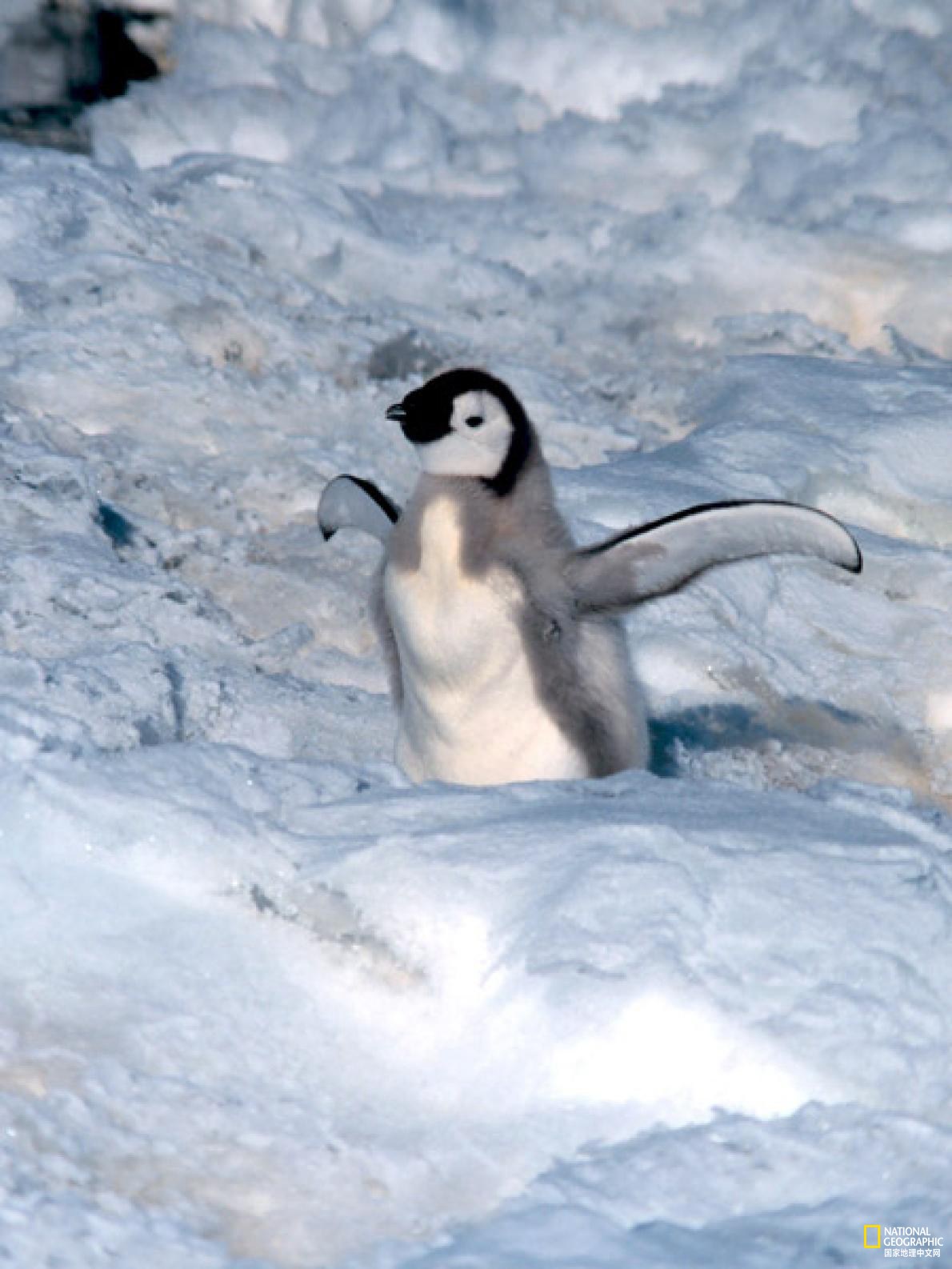 南极岛的帽带企鹅数量可能减少了一半以上