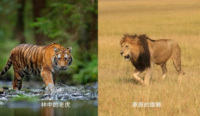 狮子和老虎谁大(狮子和老虎谁大一点)