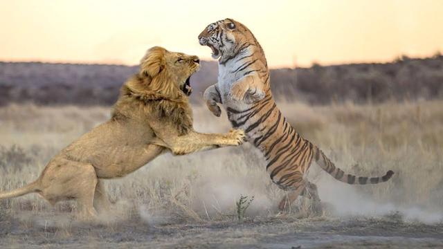 狮子和老虎谁大(狮子和老虎谁大一点)