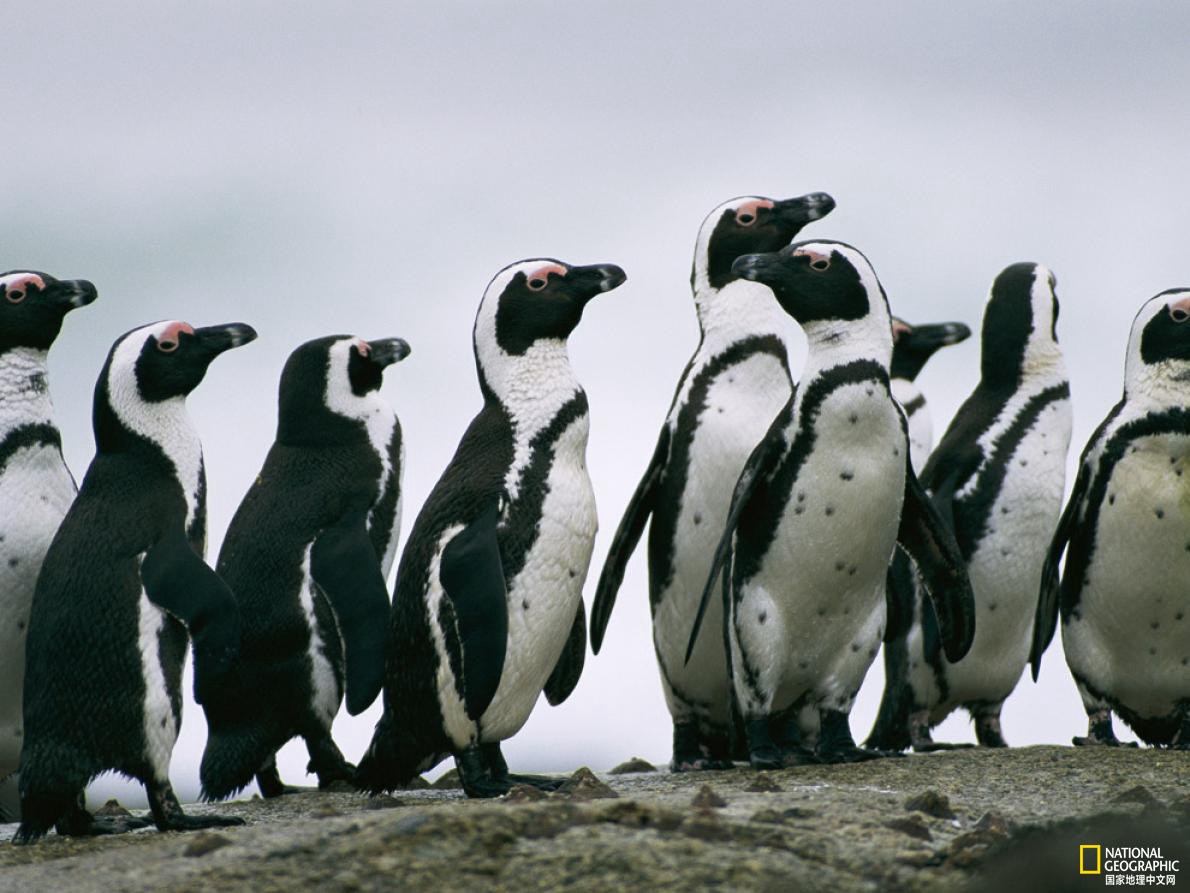 南极岛的帽带企鹅数量可能减少了一半以上
