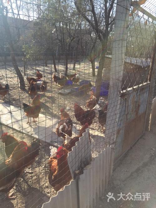 北京养鸡场多少钱